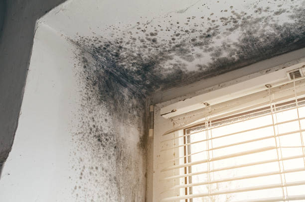 Affordable Black Mold Remediation solutions in Huntington, NY